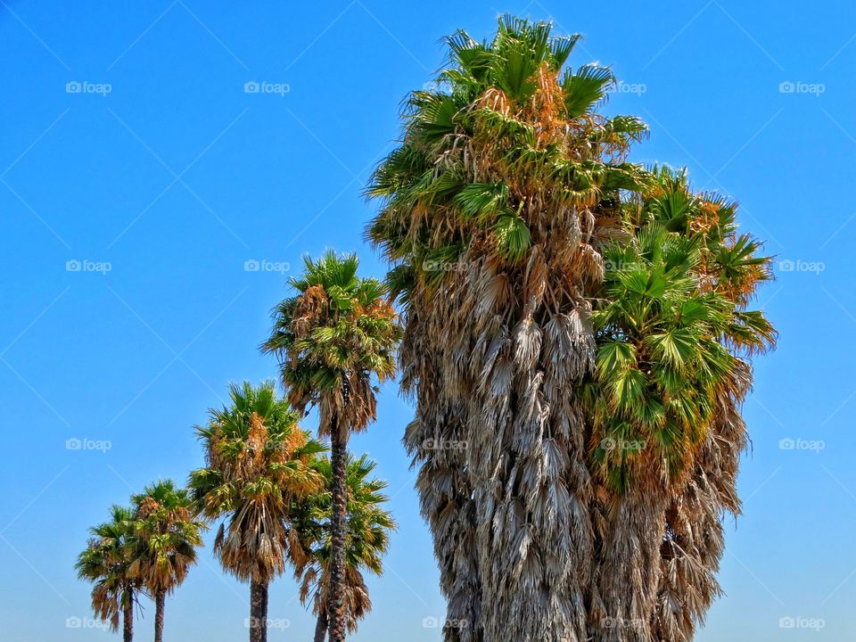 California Palm Trees
