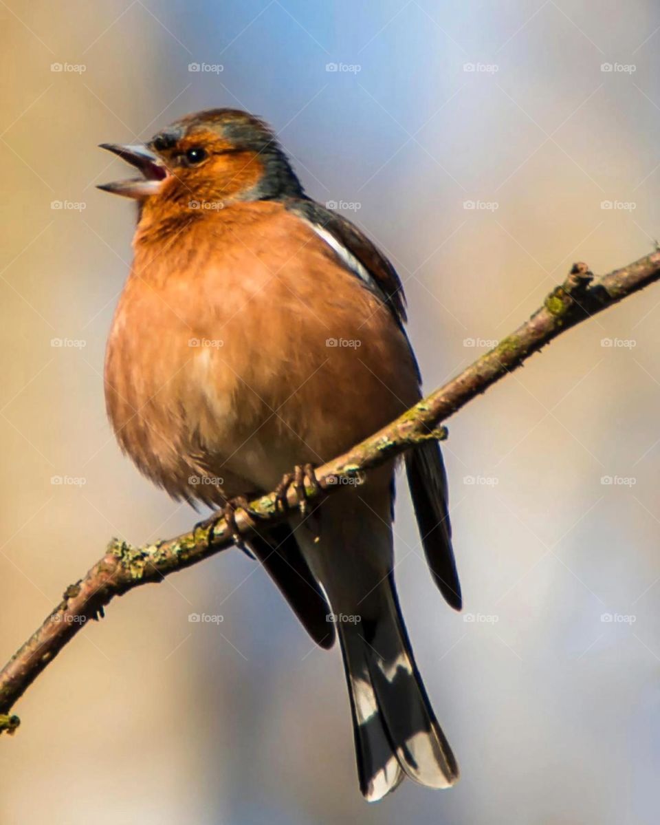 The early bird gets the worm but the late bird doesn't even get the late worm.