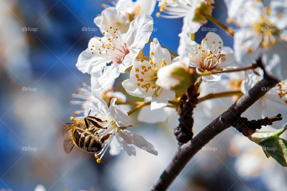 A bee in the flower