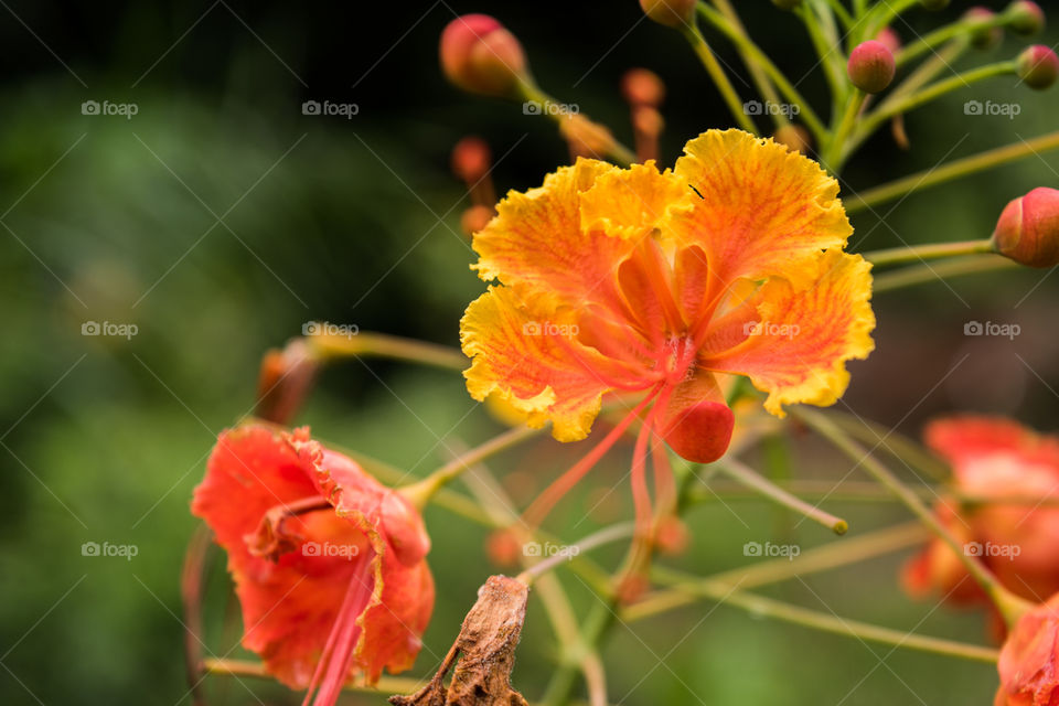 Orange flower