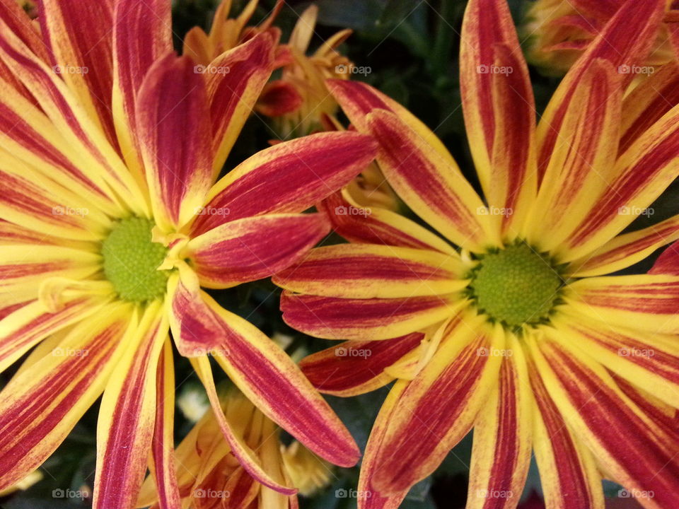 daisies. pretty