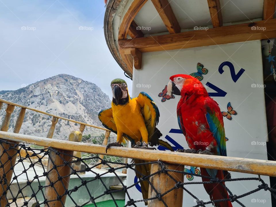 Parrots on the boat in Turkey 🩵🦜