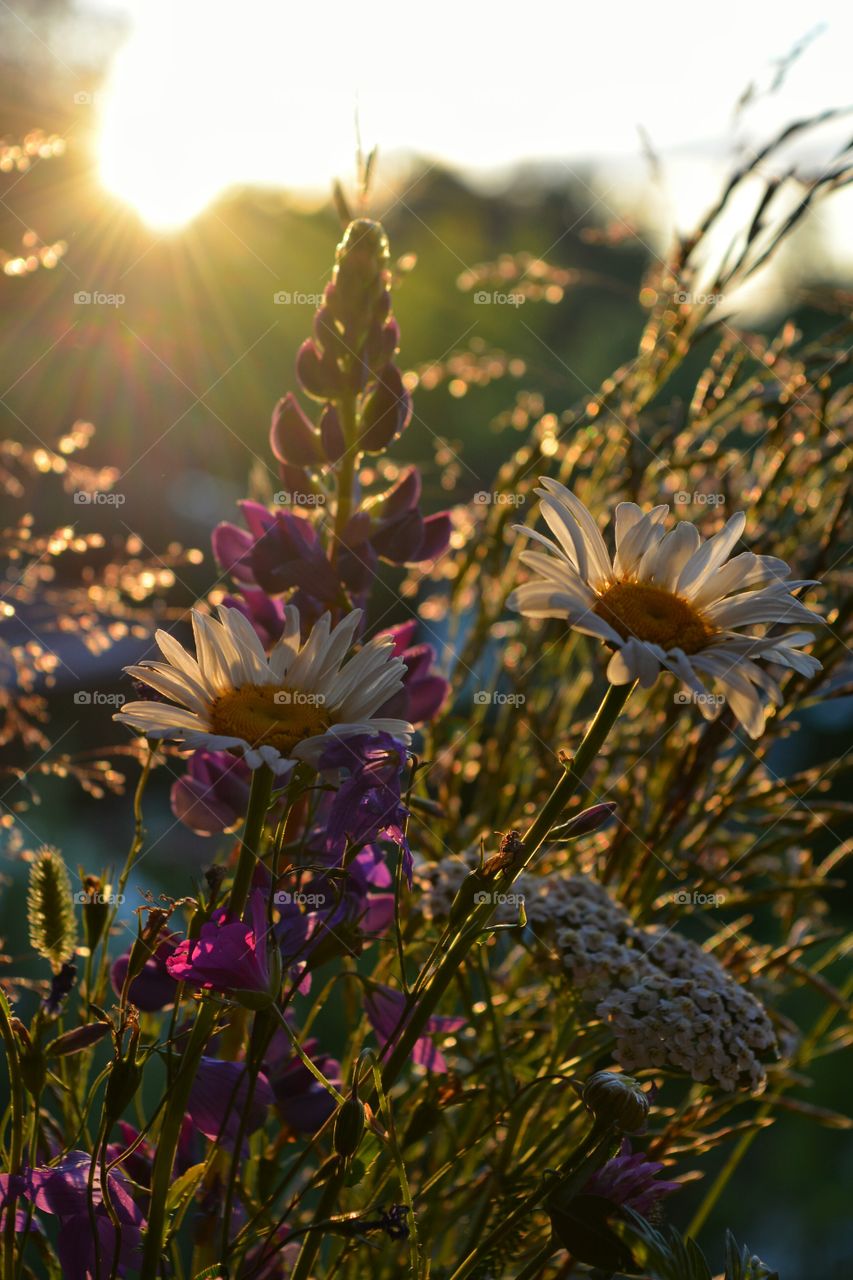 Close-up of flowers