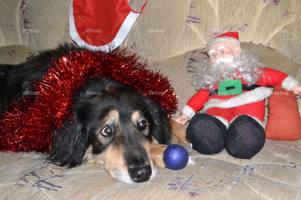 Celebrating Holiday with pets