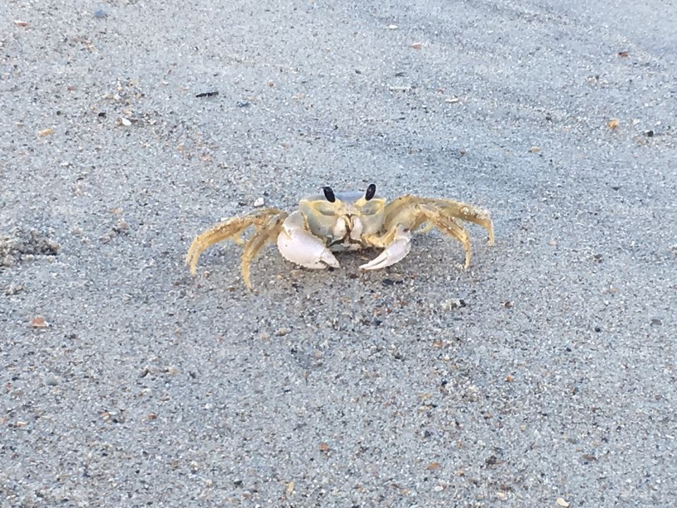 Crabby morning.  For the most part these crabs blended into the sand, but this one was a little bigger than most and seemed as curious about me as I was about him.