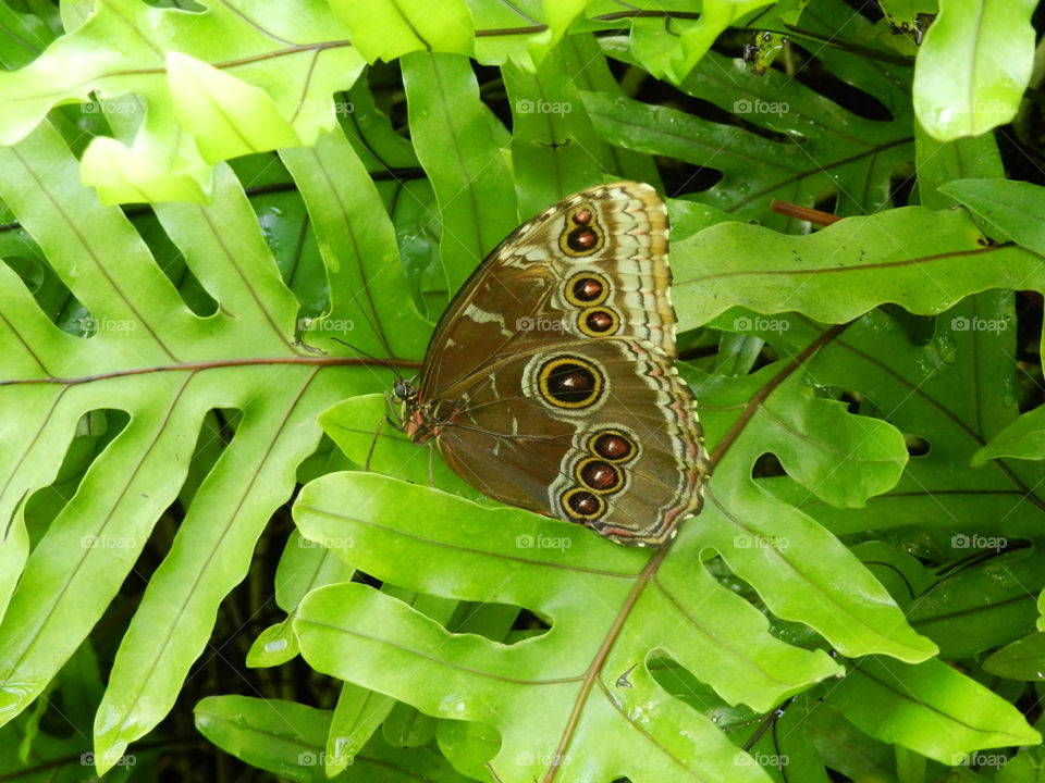 Butterfly on Fern