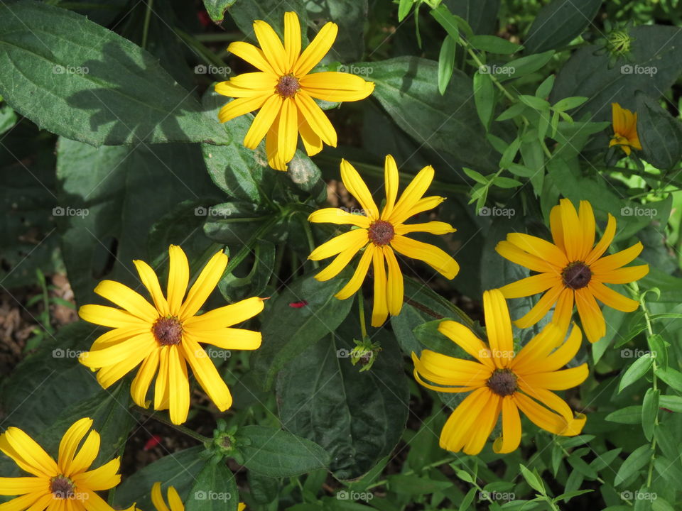 Garden of yellow flowers.