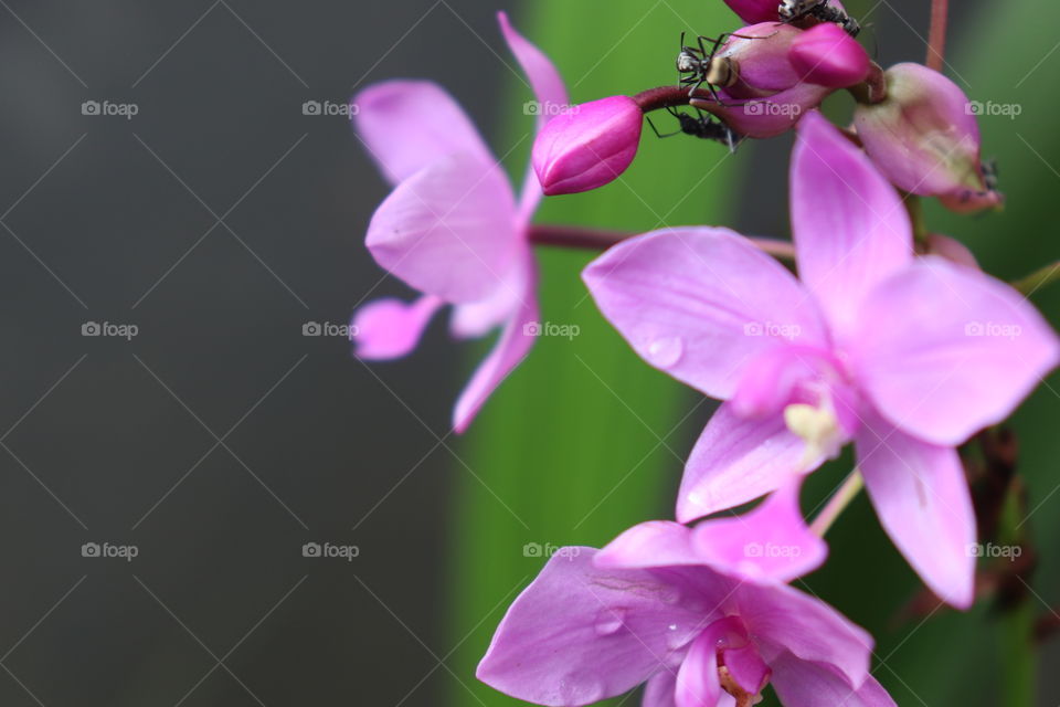 Spathoglottis in my garden