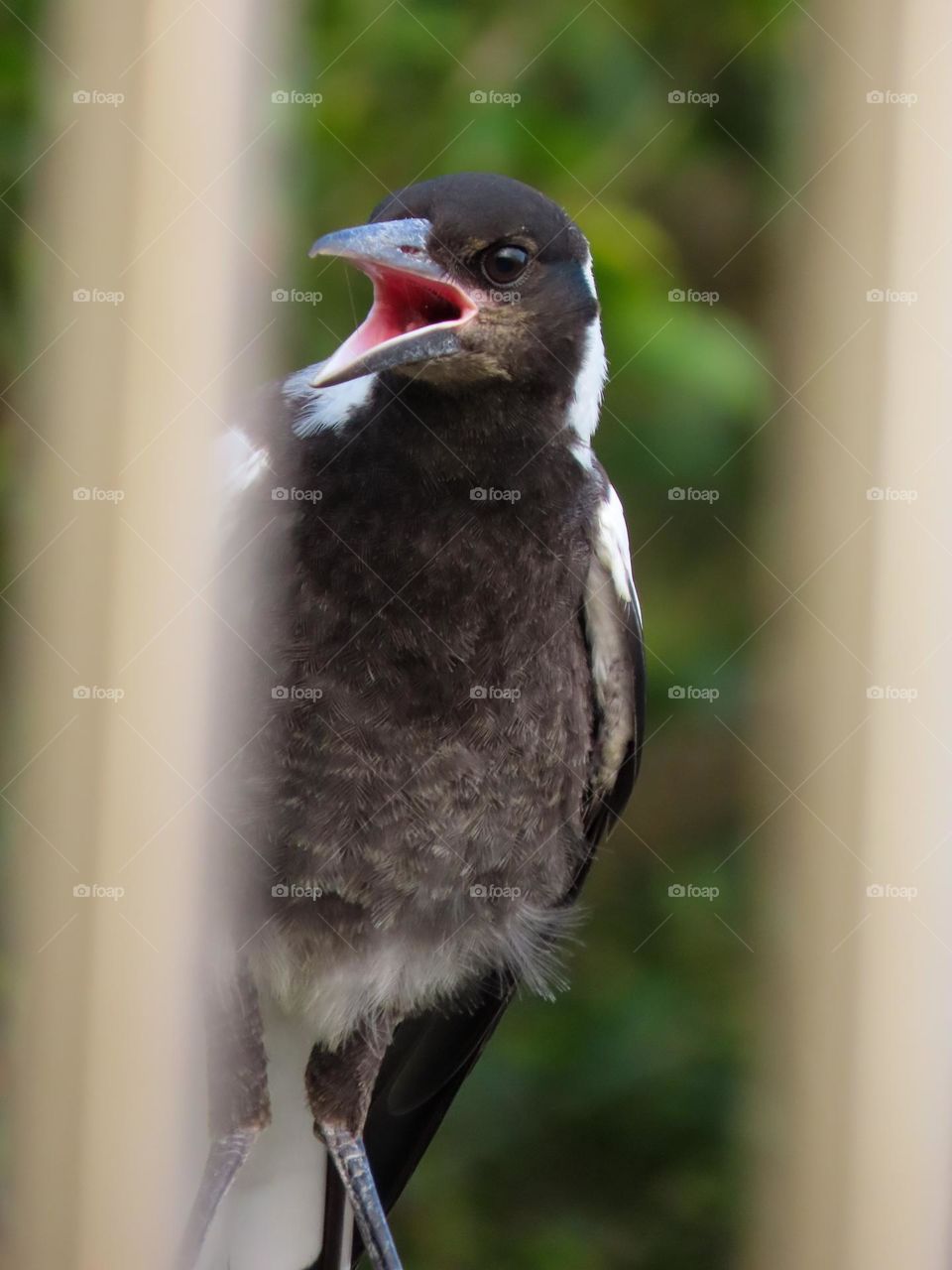 Magpie squawking 