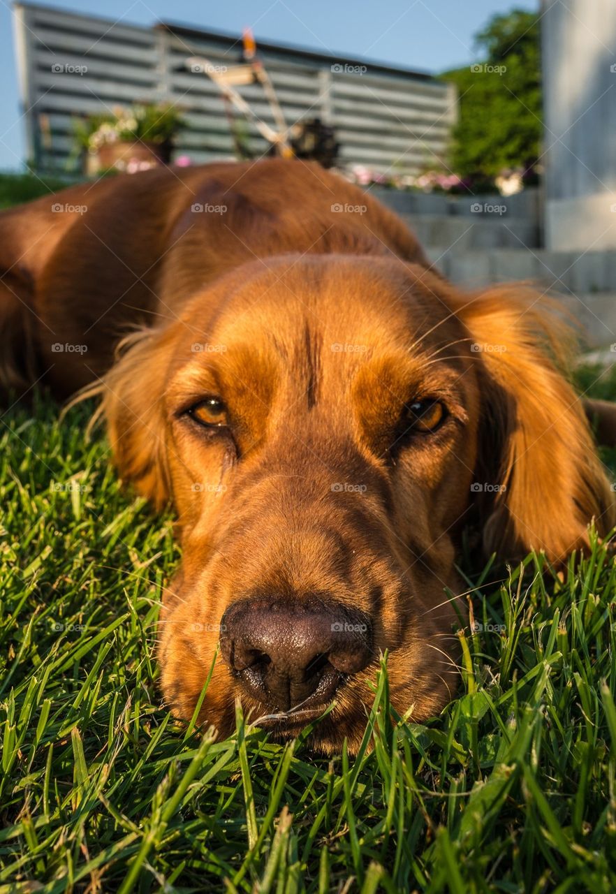 Dog lying down on grass