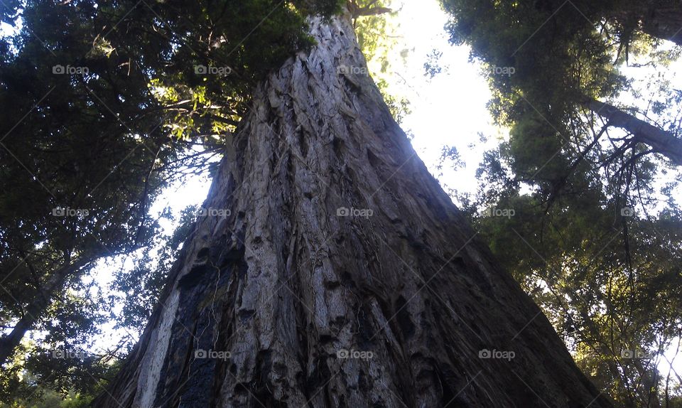 Talles Tree in the Forest