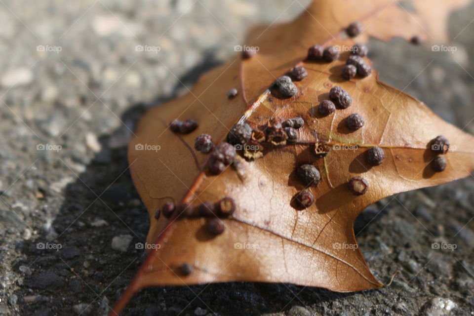 Dry leaf
