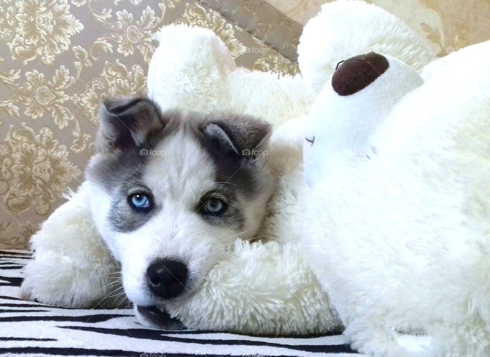 Close-up of husky playing with toy