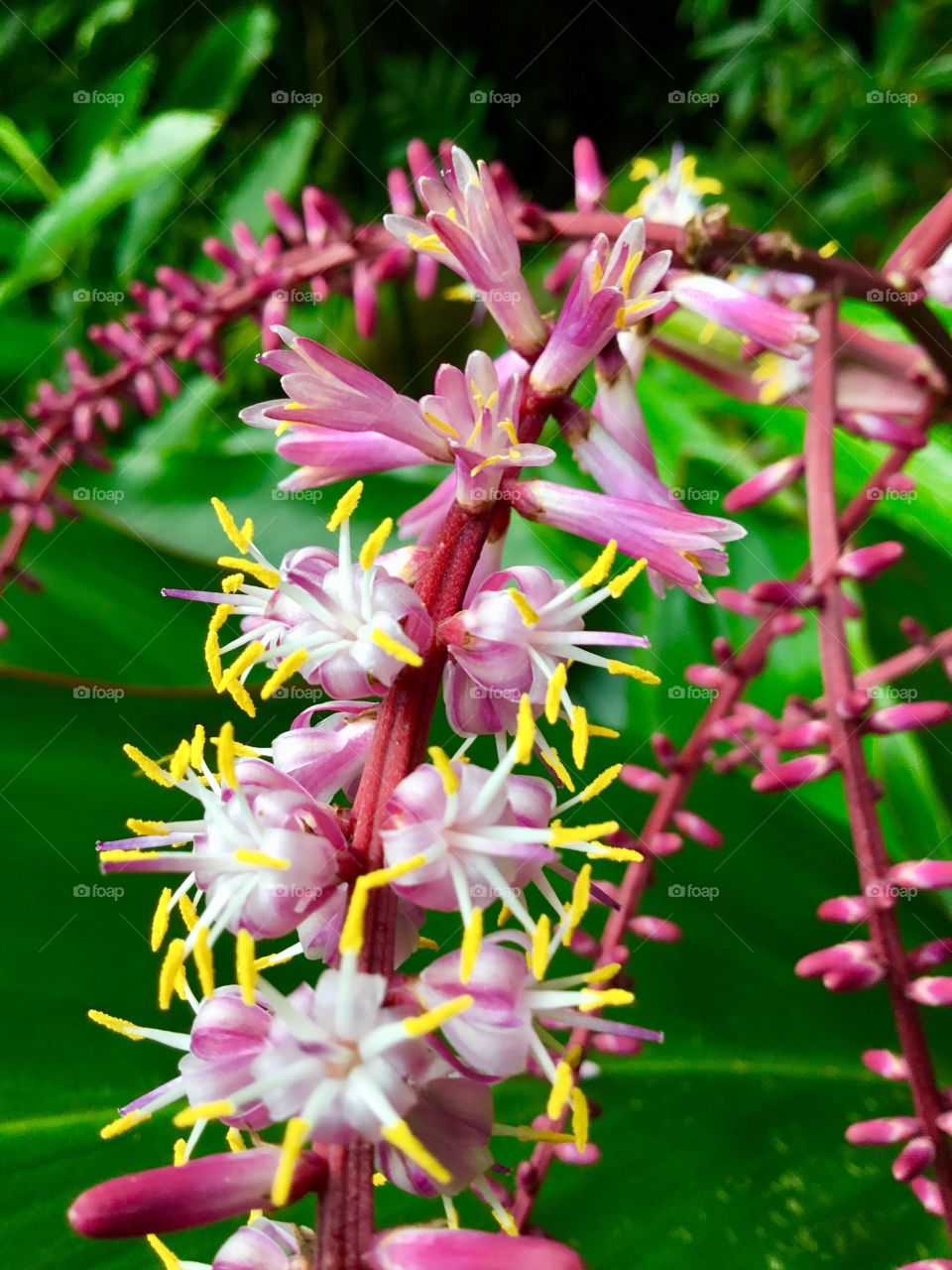 Blooms at Hawaii Tropical Botanical Garden