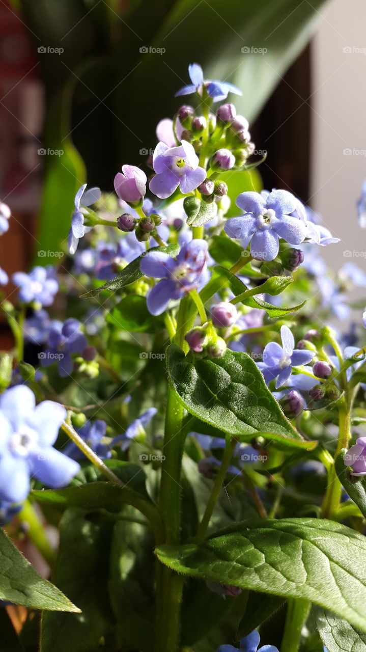 spring flowers