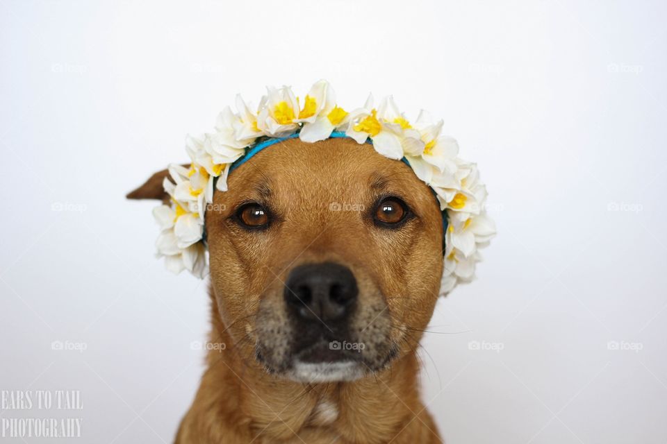 Flower crown 