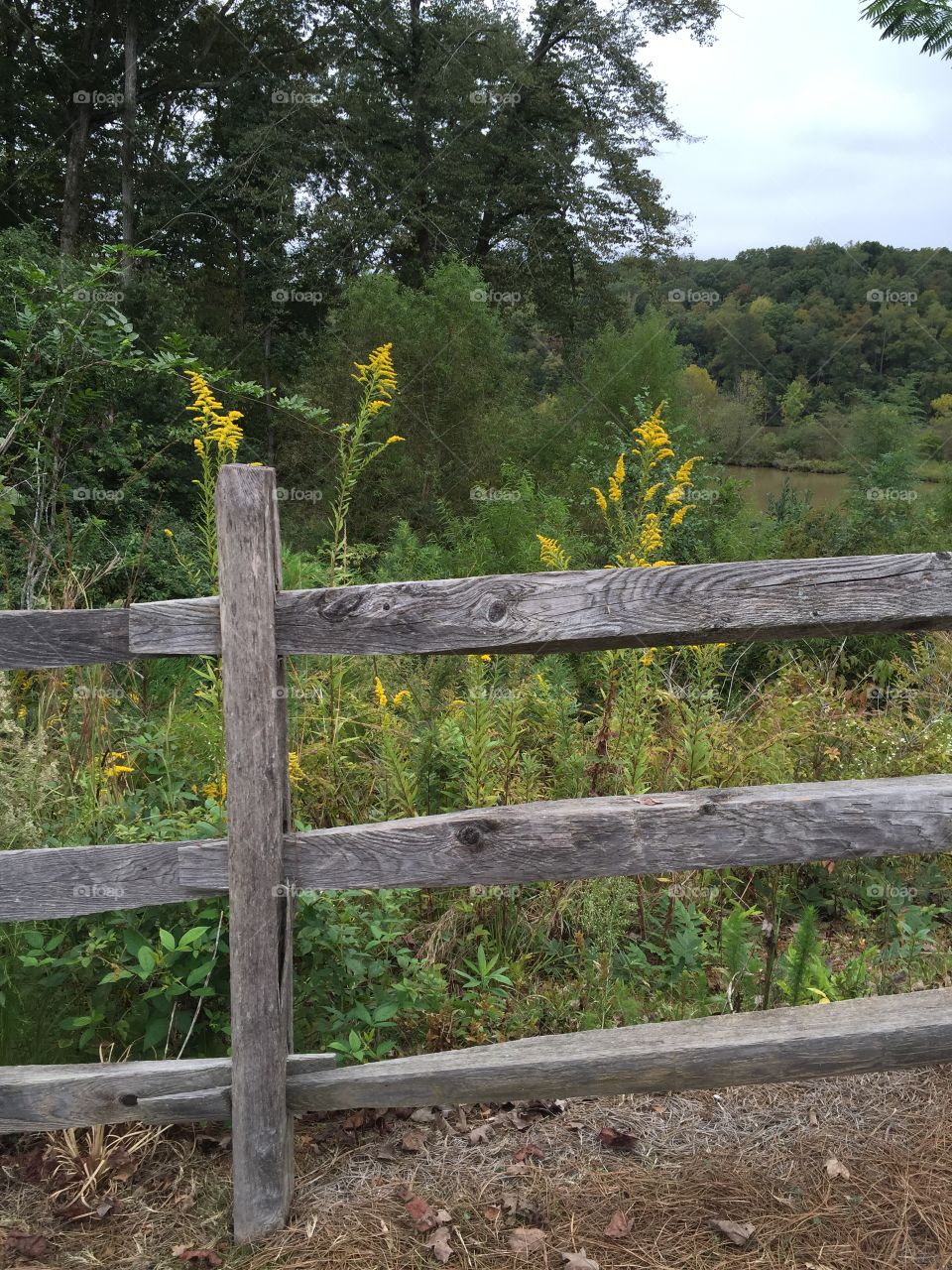 Close-up of plant with railing