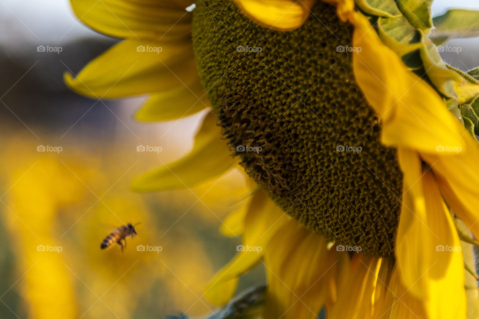 Abelha se aproximando de girassol
