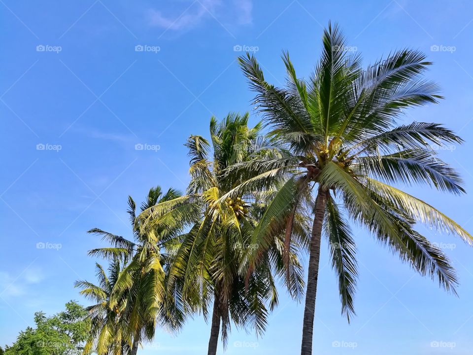 Row of coconut trees against beautiful clear blue sky.