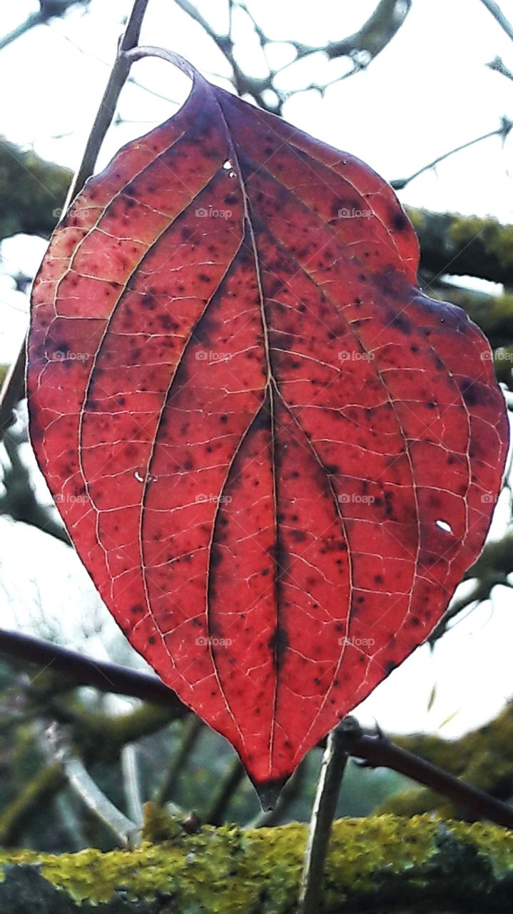 Blatt mit Lebenslinien