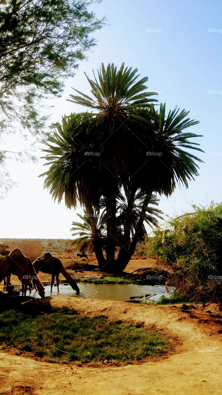 camels in a small oasis in the region of Goulimine