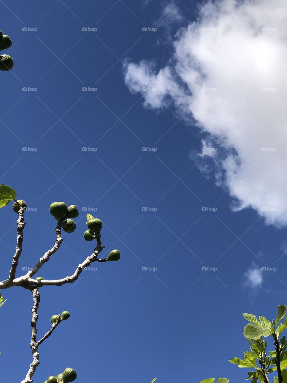 Beautiful fig on tree in spring 