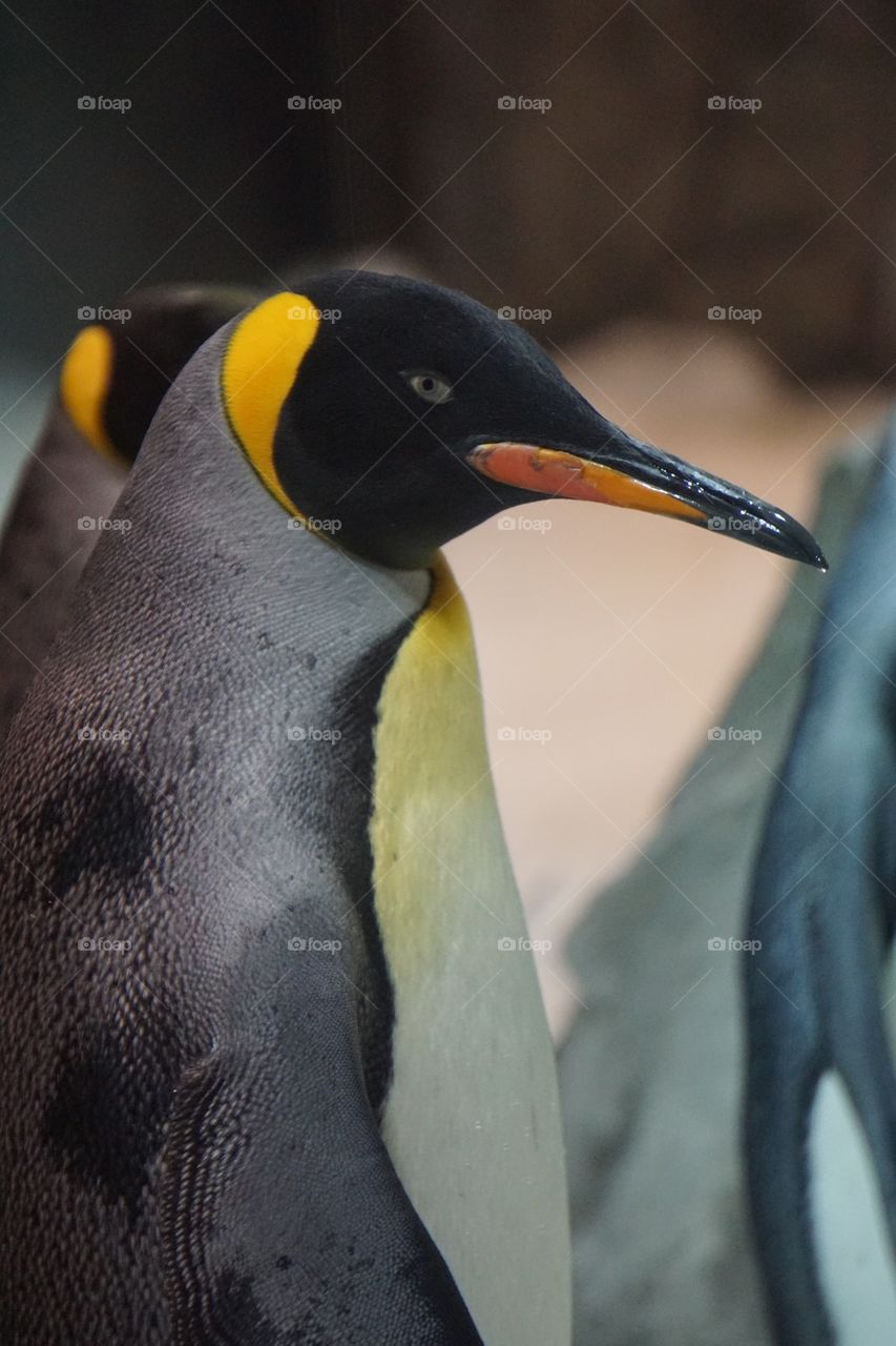 Close-up of a penguin