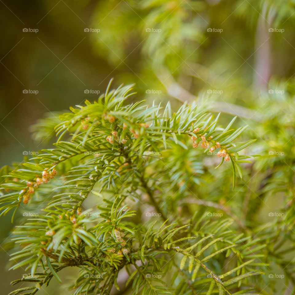 Nature, Flora, Tree, Leaf, Branch