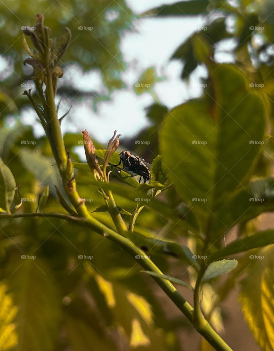 Fly sitting on a leaf