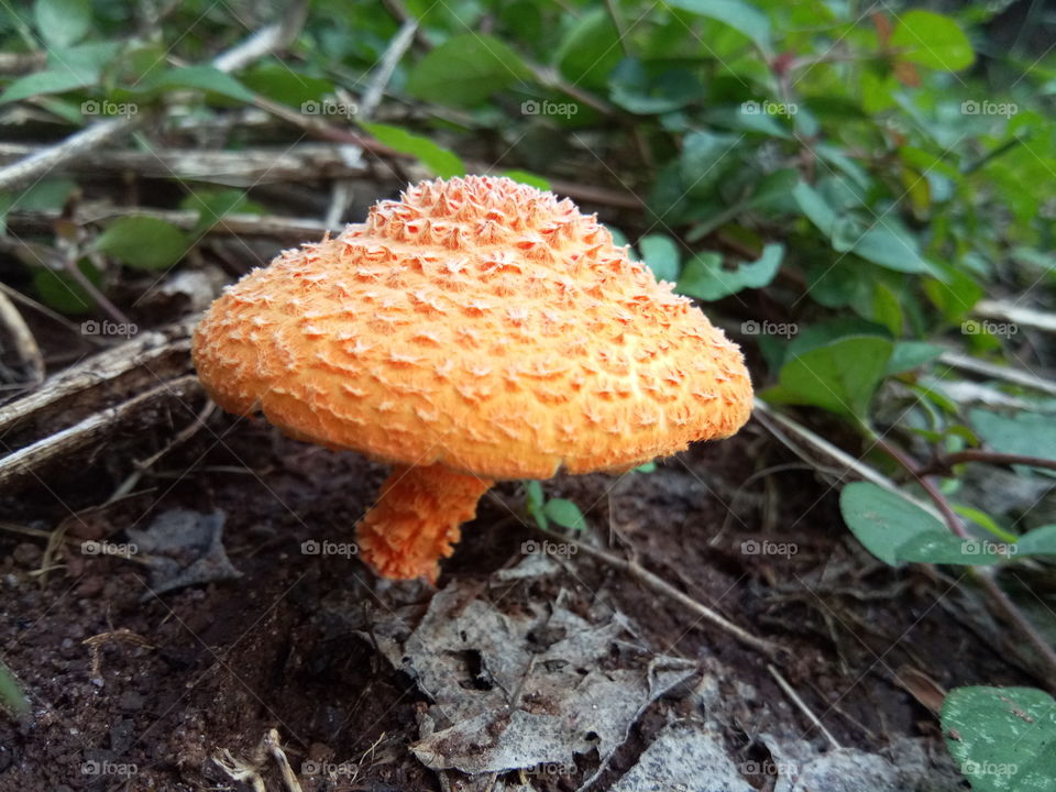 orange colour Mashroom