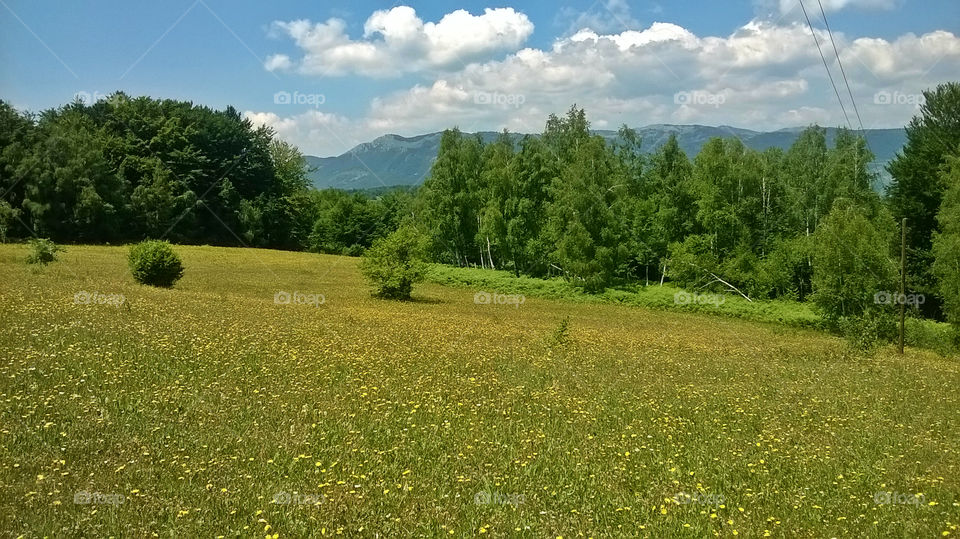 perfect meadow and forest. mountains, montenegr