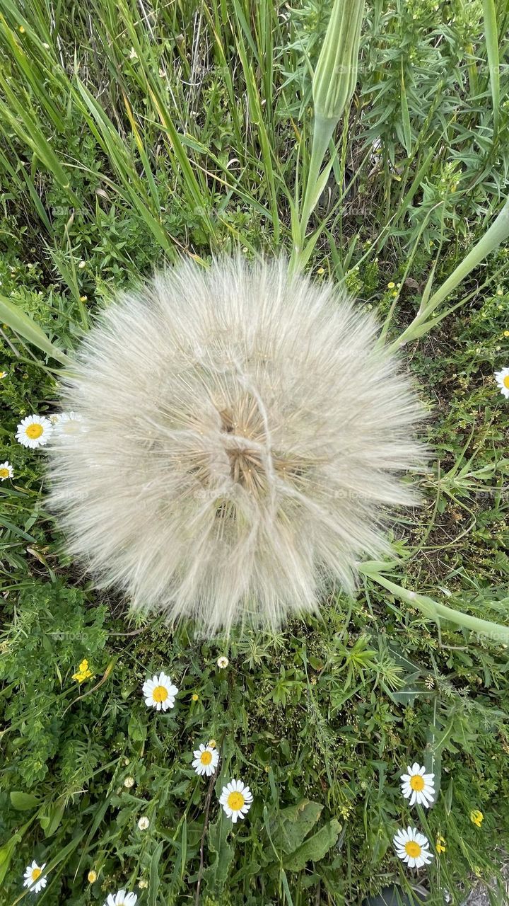 Dandelion in bloom on a meadow 