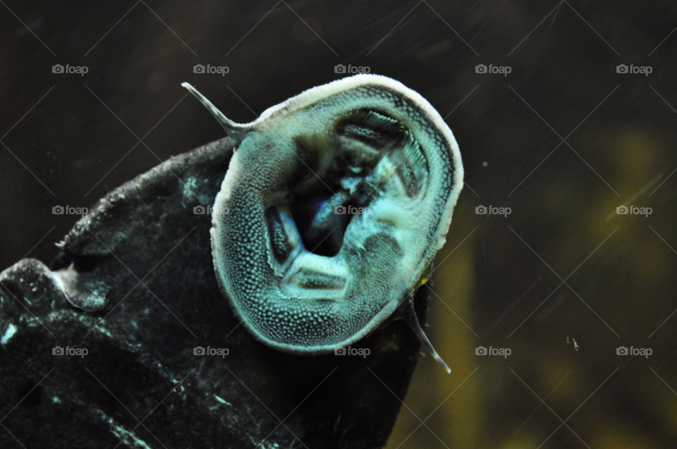 dark fish berlin zoo by coolbmusic