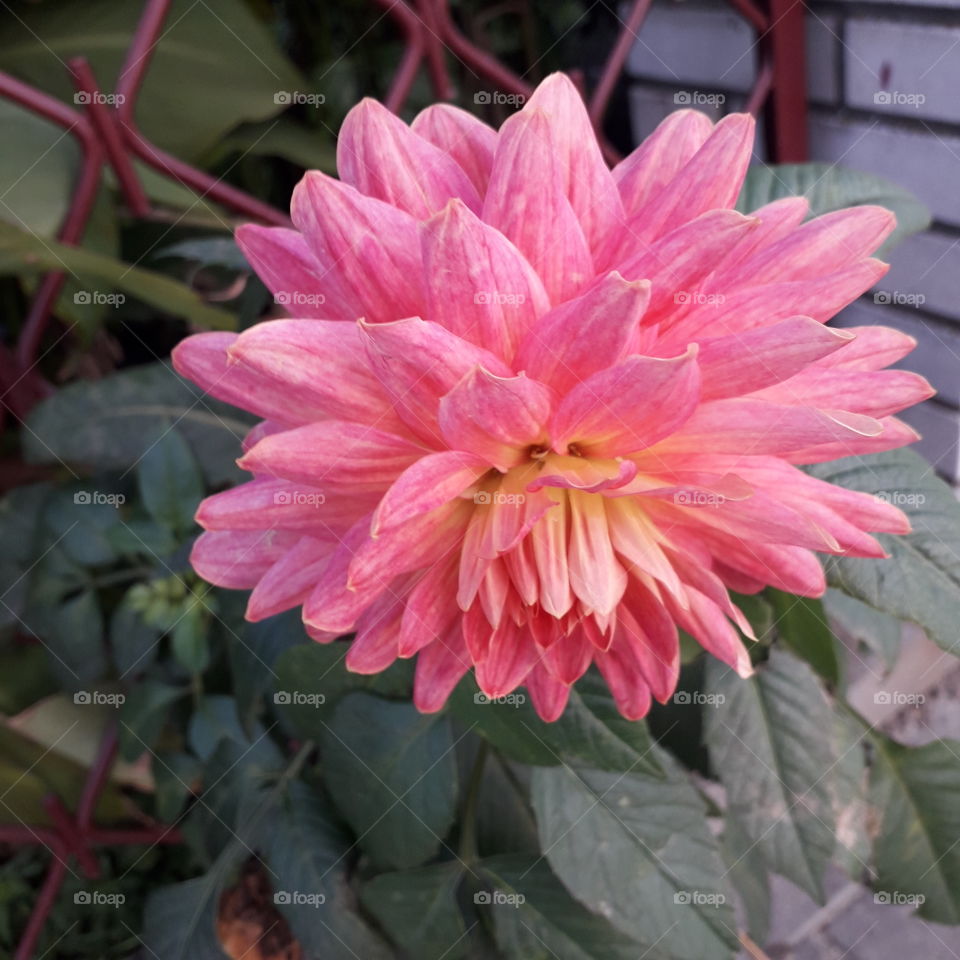 autumn garden  - pink-salmon coloured  dalhia