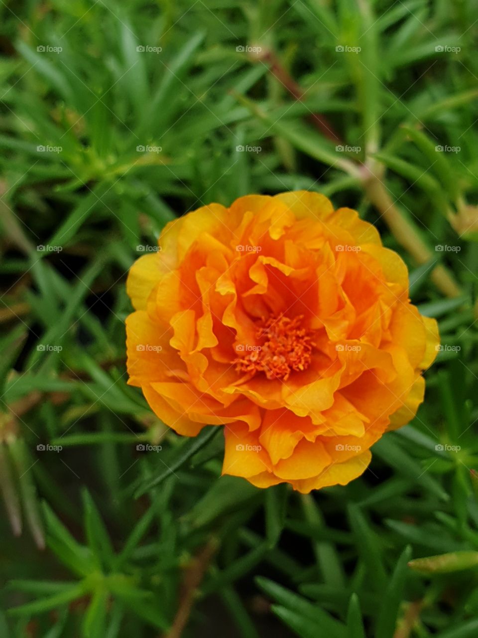  Portulaca Grandiflora or Moss-rose