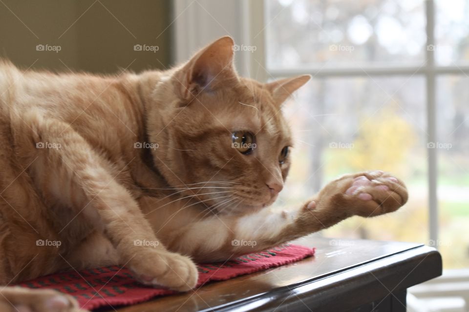 Orange cat with paw out