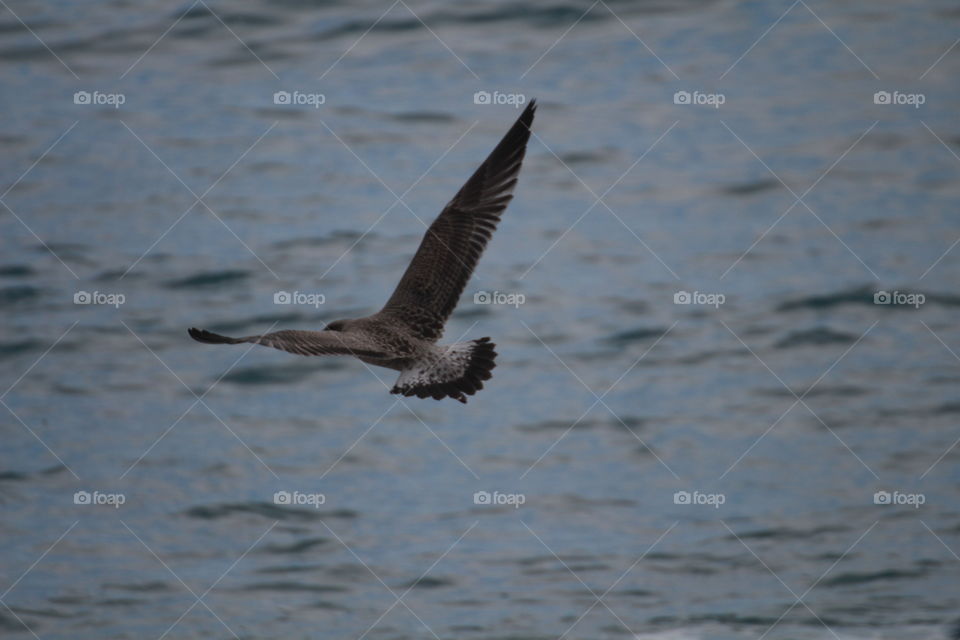 Male seagull standing perched on a covered boat in the middle of the city. Female seagull flying over the sea looking for fish to eat.