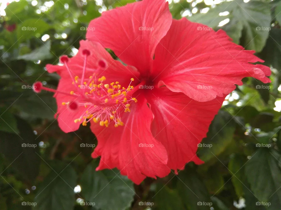 flower