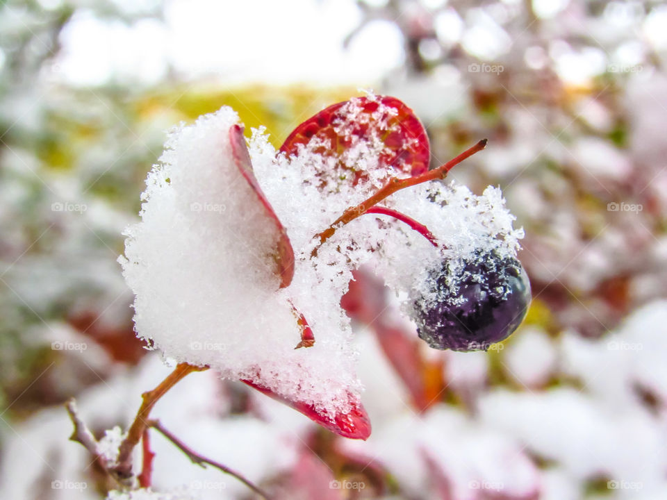 snow covered berries on bush
