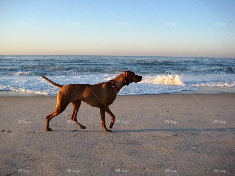 Beach Dog