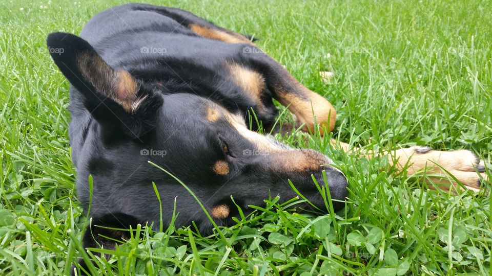 Dog sleeping in grass