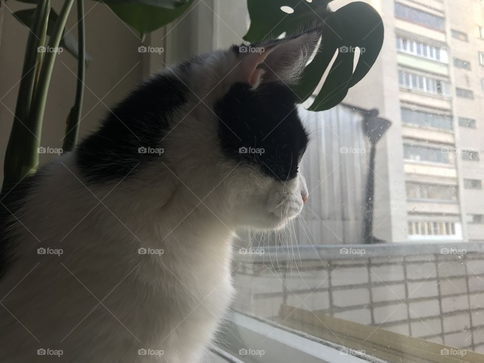 Take some time to take care of yourself, like cats do