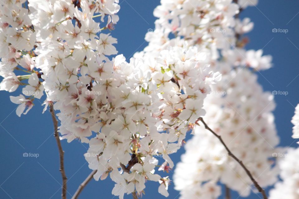 Love in bloom. As we visited the cherry blossoms in DC last spring, the simple beauty of the heart shape of blossoms against the bright blue sky caught my attention. 