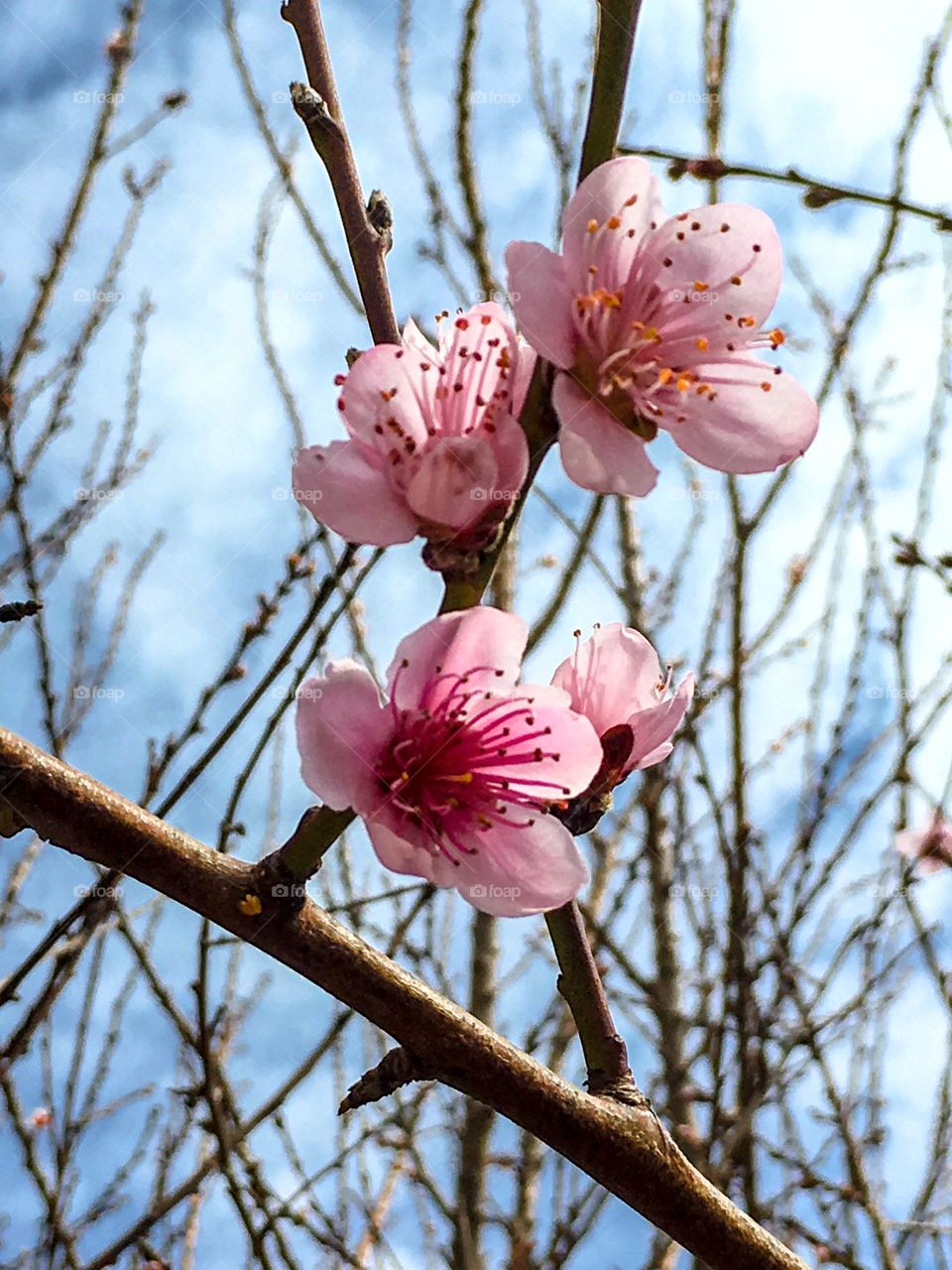 Blossoms of nectarine