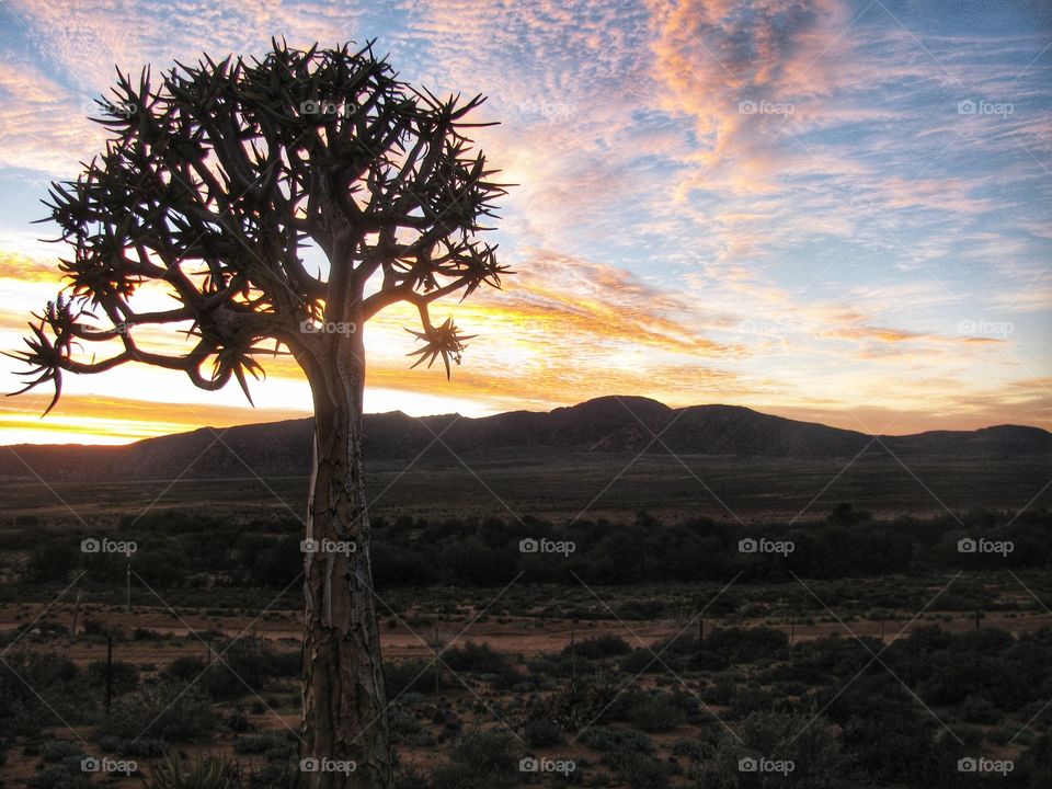 Sunrise with Quiver tree on the left from farm house, Namakwa, South Africa