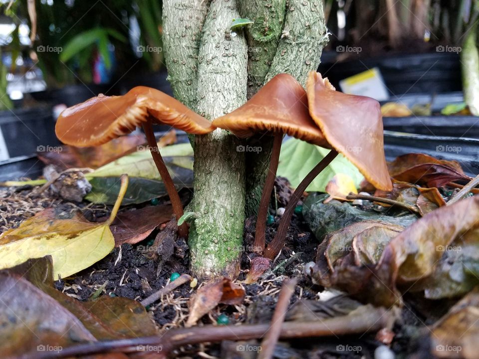 three brown mushrooms