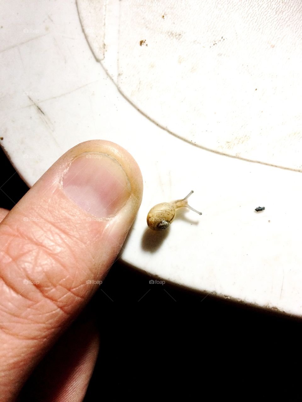 Mini caracol
