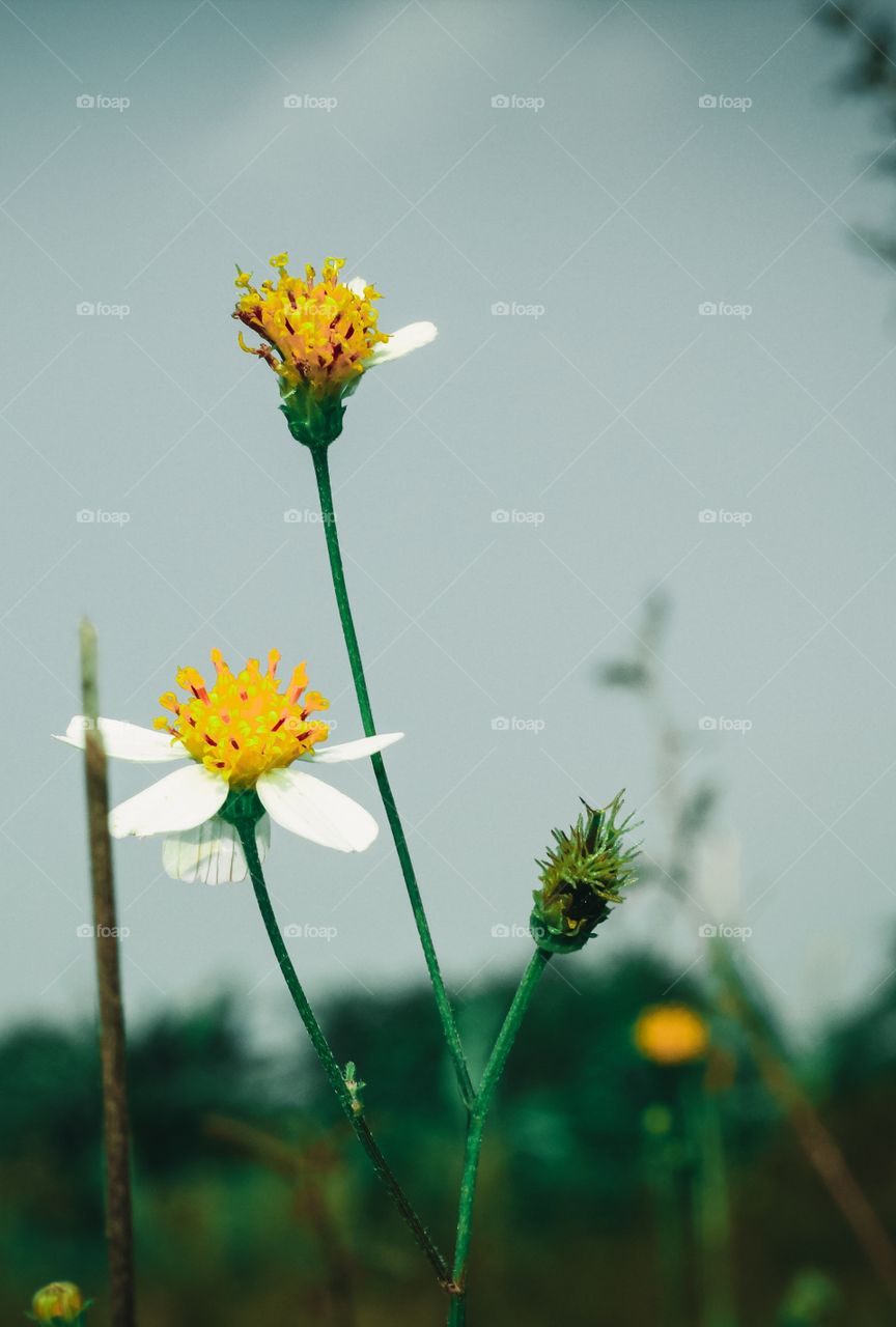 Flower in the garden