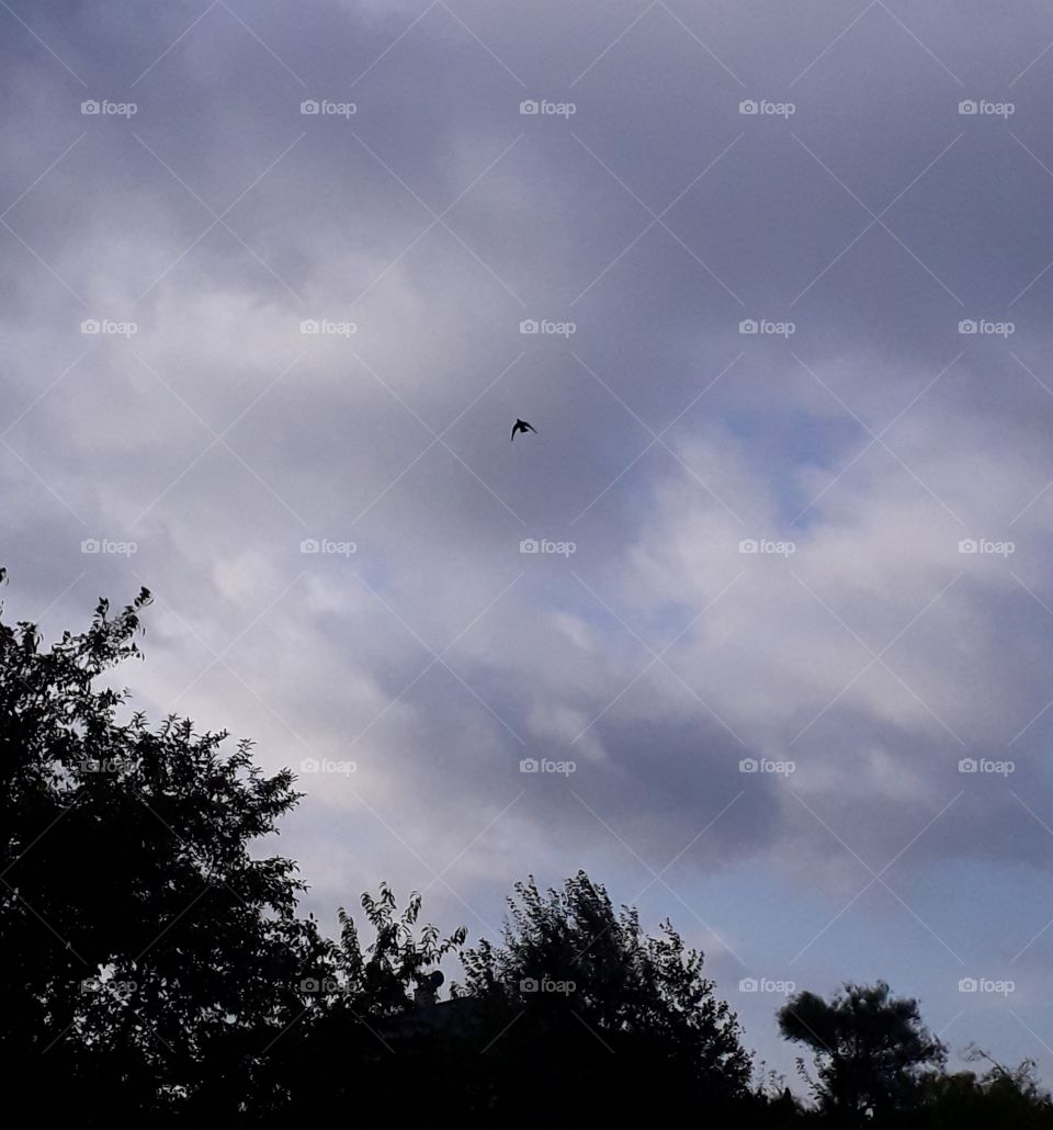 stormy sky and a bird