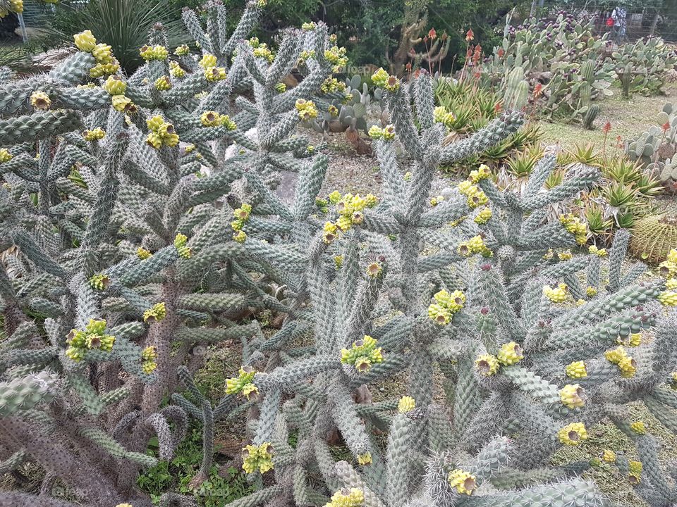 yellow cacti field